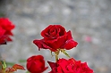 Festa delle rose_31